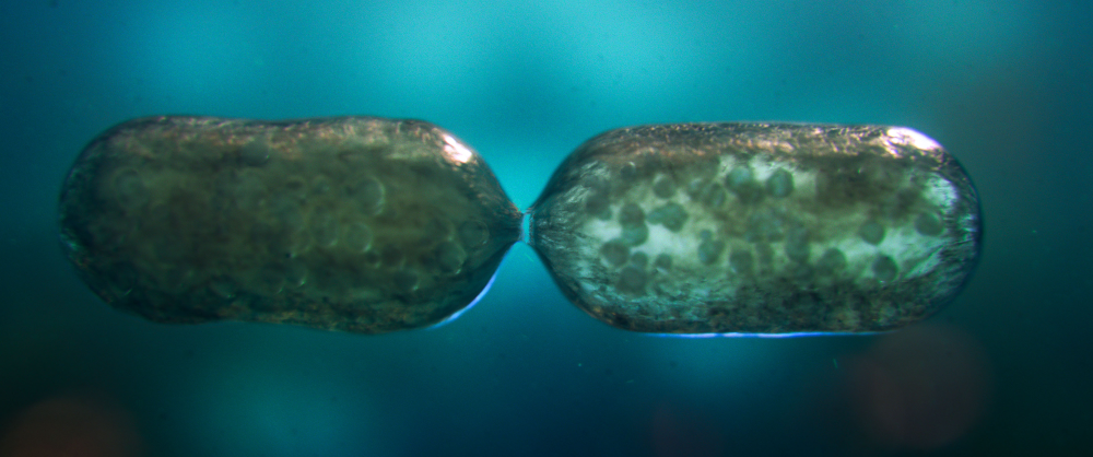 The last universal common ancestor divides, approx. 4.2 billion years ago. Depicted as two blobs separating. The last universal common ancestor divides, approx. 4.2 billion years ago. Depicted as two blobs separating.